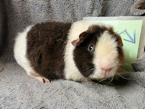 20260128_162640b 20260128_162640b