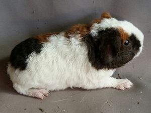 Madel 1a Quiche x Mojo 10.07.2016 Madel 1a Quiche x Mojo 10.07.2016