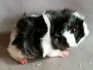 Madel 2a Marga x Lumineon 11.07.2016 Madel 2a Marga x Lumineon 11.07.2016